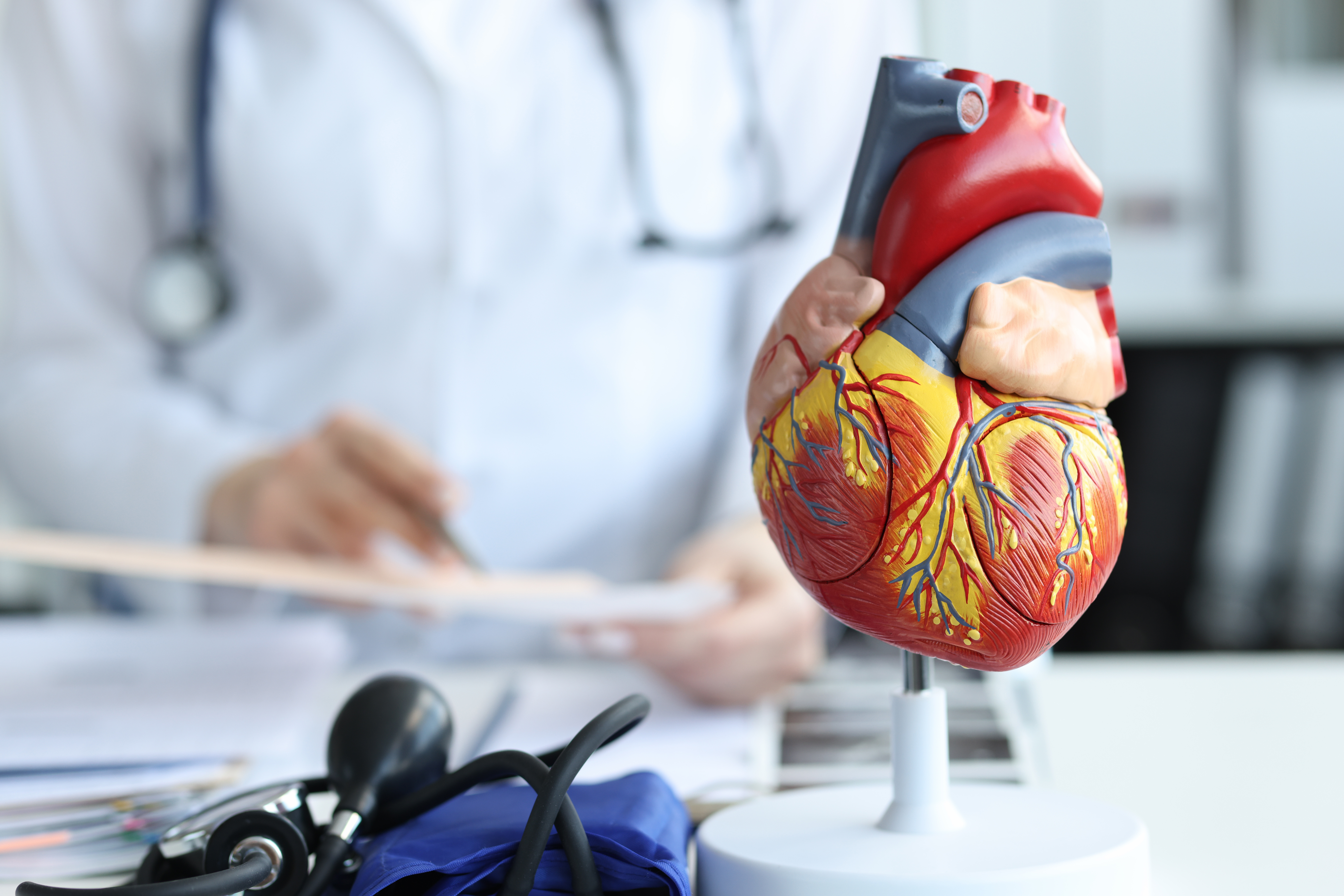 Artificial plastic model of human heart standing against background of cardiologist closeup. Cardiac care concept